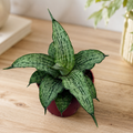 Sansevieria « Cinta »
