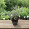 Helichrysum angustifolium ‘Tall Curry’ - Curry-Pflanze / italienische Immortelle, aromatisch