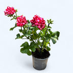 Pelargonium (Peltatum Groep) Medio Lollipop Mariska - hangende muscata met dubbele tweekleurige bloemen