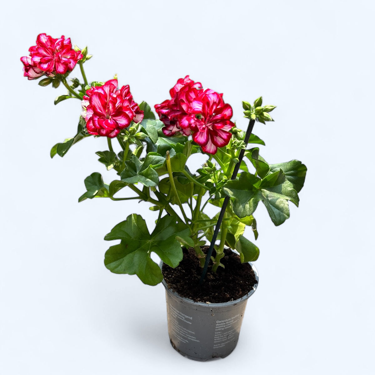 Pelargonium (Peltatum Groep) Medio Lollipop Mariska - hangende muscata met dubbele tweekleurige bloemen