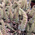 Orostachys furusei - Hardy garden succulent with compact rosettes