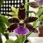Ibrido di Zygopetalum #01 - profumato
