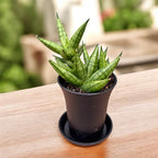 Sansevieria cylindrica ‘Rocky Crown’ - compacte vetplant met sculpturale vorm