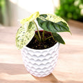 Alocasia baginda 'Dragon Scale' Mint Variegata