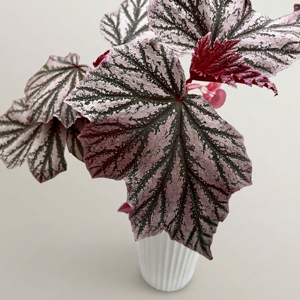Begonia ‘Pink Minx’