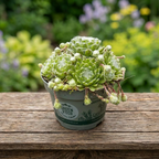 Sempervivum 'Lois' - κήπου παχύφυτο
