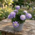 Scabiosa japonica ‘Ritz Blue’ - garden perennial with distinctive flowers