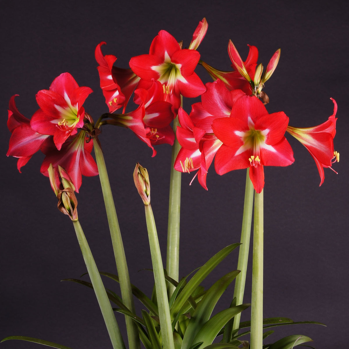 Lilia Amaryllis Czerwona Ogród (wielokwiatowa)