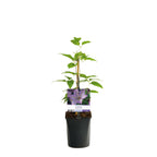 Clematite - Clematis 'Prince Charles' (Royal Collection)