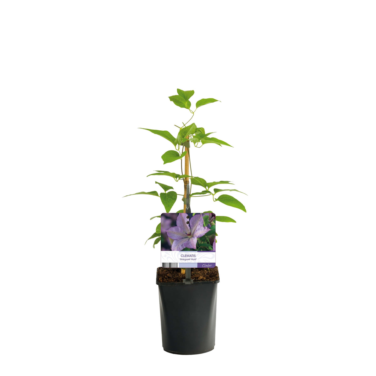 Clematite - Clematis 'Prince Charles' (Royal Collection)