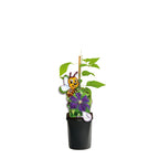 Clematite cu infloriri abundente - Clematis viticella 'Etoile Violette' (Viticella Group)