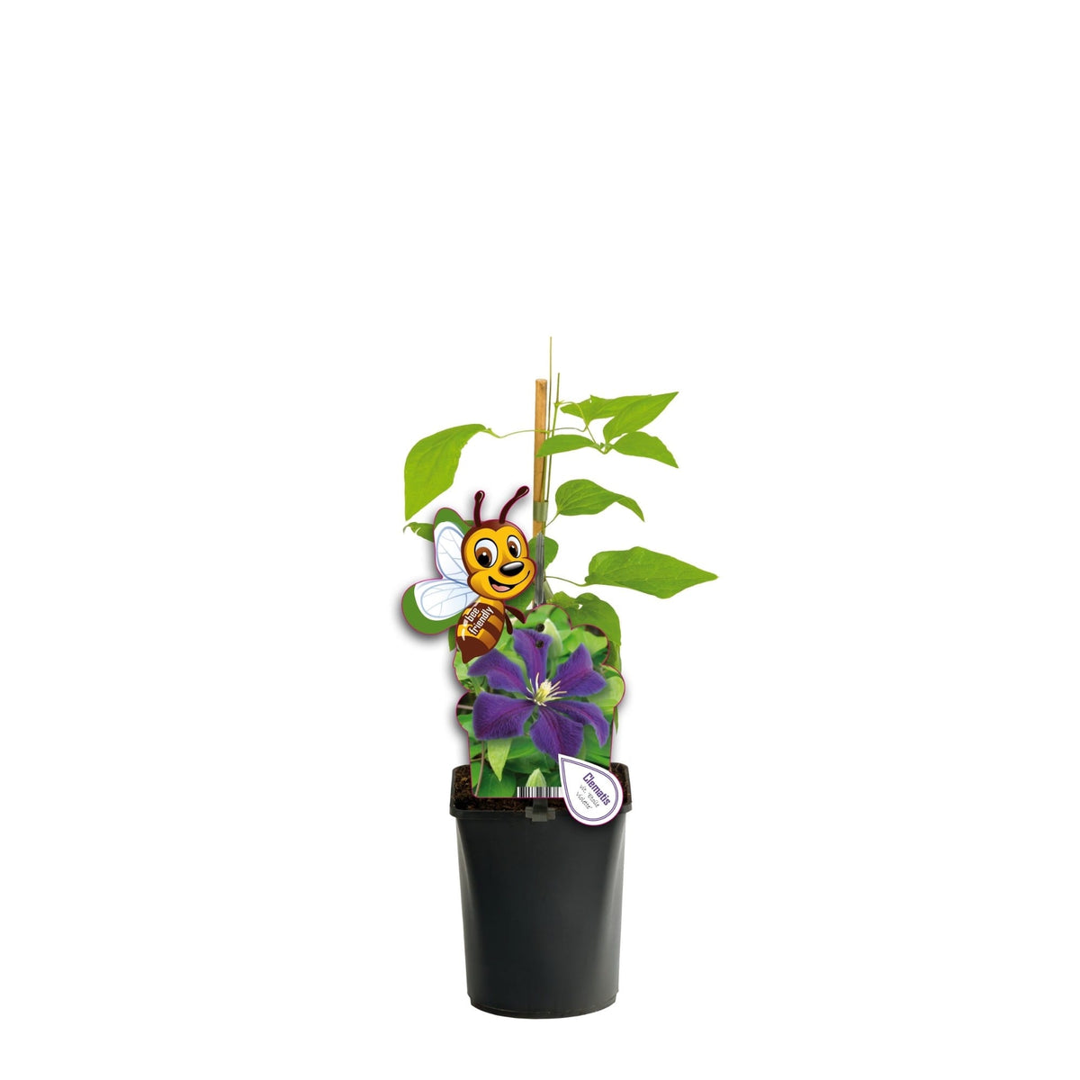 Clematite cu infloriri abundente - Clematis viticella 'Etoile Violette' (Viticella Group)