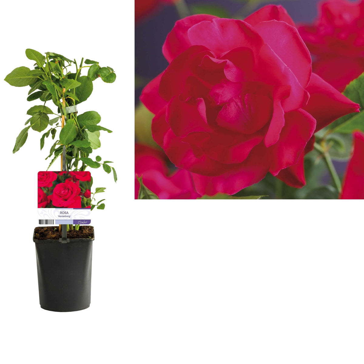 Rosa 'Heidelberg'