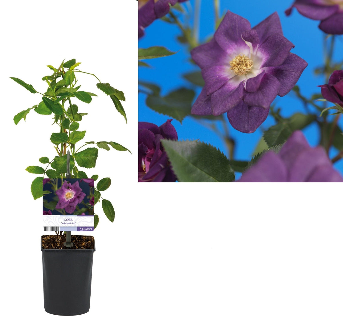 Rosa 'Veilchenblau'