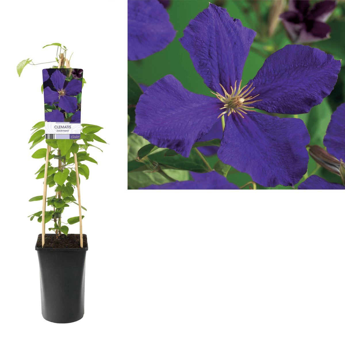 Clematis - Clematis 'Jackmanii' mit XL-Blüte