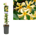 Trachelospermum jasminoides 'Star of Toscane' (iasomia stelara)