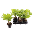 Brighamia insignis (Hawaiian Palm Tree) – planta exotica rar intalnita, cu silueta sculpturala