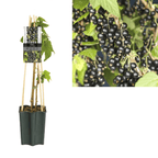 Black currant - Ribes nigrum 'Titania'