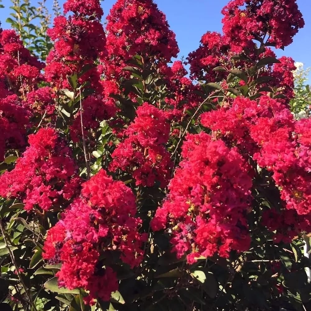 Lillà indiano con fioriture ripetute - Lagerstroemia indica 'Double Feature'