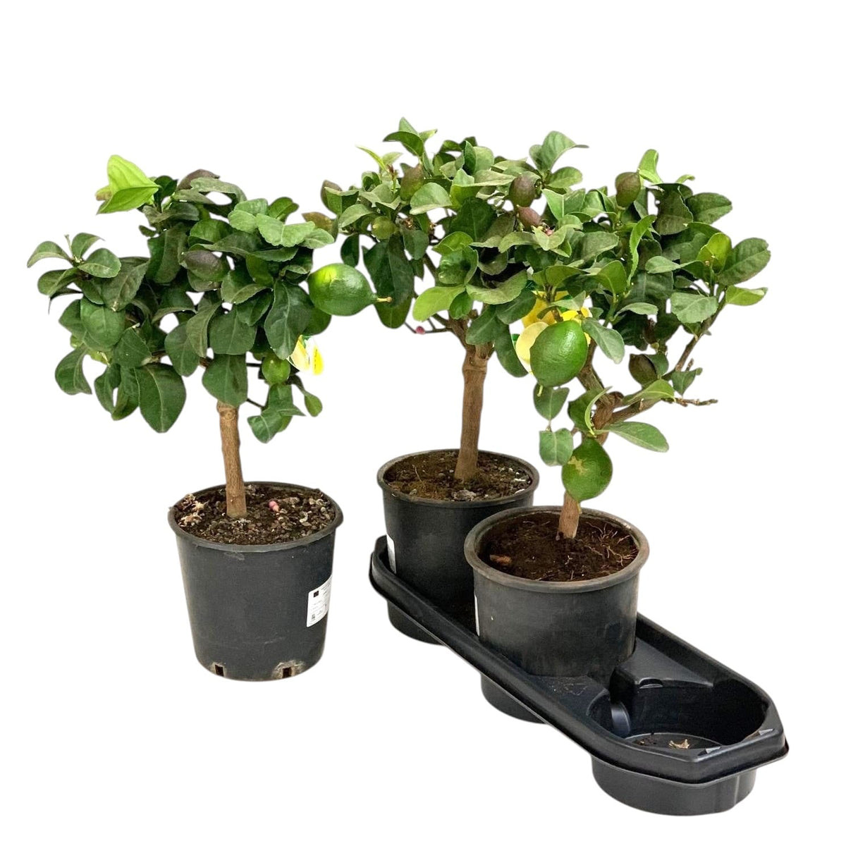 Lamai pe picior - Citrus lemon H55 cm