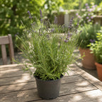 Lavandula angustifolia ‘Speciosa Ardeche Blue’ - lavande compacte
