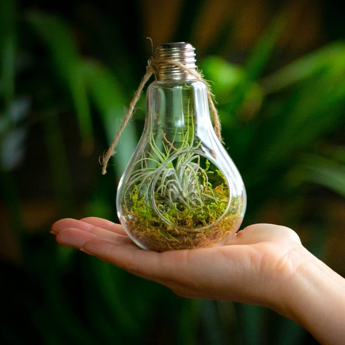 Mini Terrarium cu Tillandsia Air Plant și Muschi Natural - Cadou Sustenabil