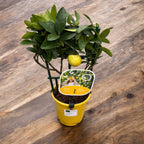 Limequat Lara (lime x kumquat)