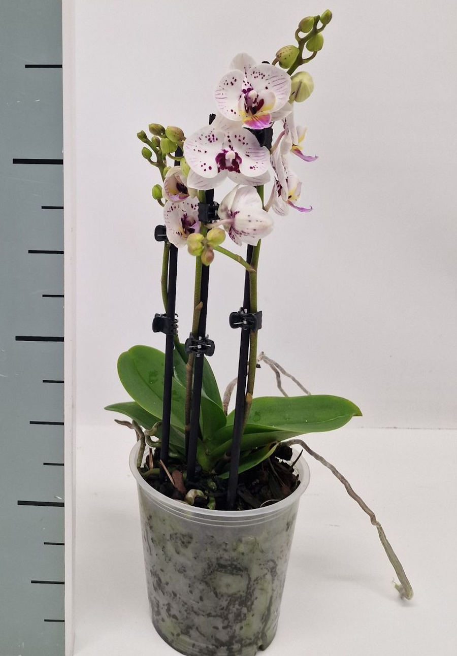 Phalaenopsis 'Limited 30'