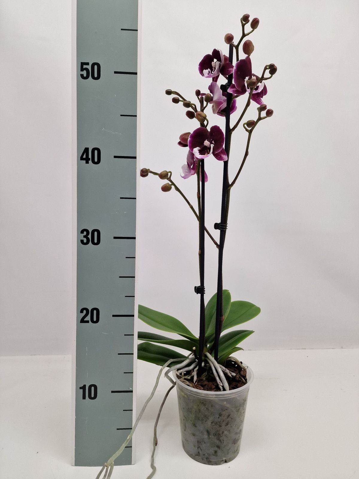 Phalaenopsis 'Limited #42’ big lip