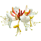 Lonicera caprifolium - Orvokkiherne