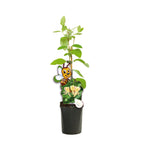 Lonicera periclymenum - Madressilva, Madressilva - fortemente perfumada
