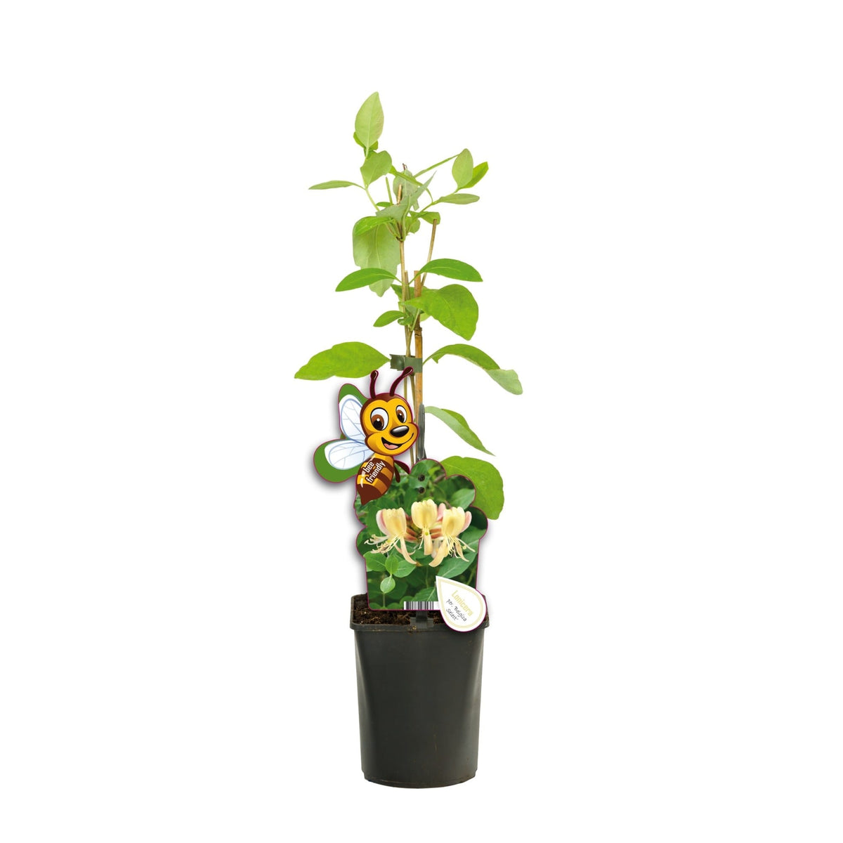 Lonicera periclymenum - Mana Maicii Domnului, Caprifoi - puternic parfumata