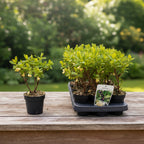 Lonicera caerulea