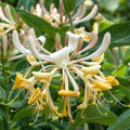 Lonicera caprifolium - Orvokkiherne