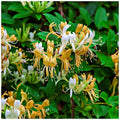 Lonicera periclymenum - Madressilva, Madressilva - fortemente perfumada