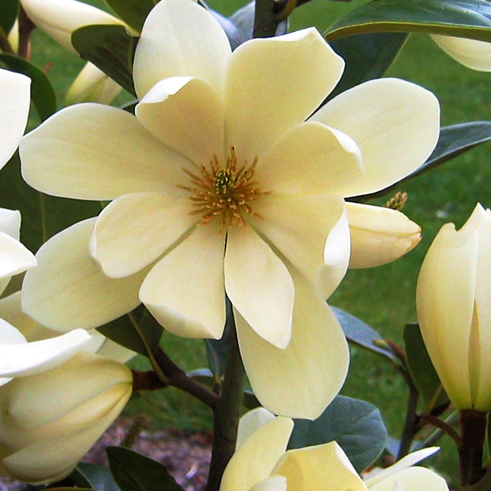 Magnolia laevifolia 'Honey Velvet' - flori parfumate D15