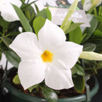 Mandevilla Bella White (fragrant white flowers)