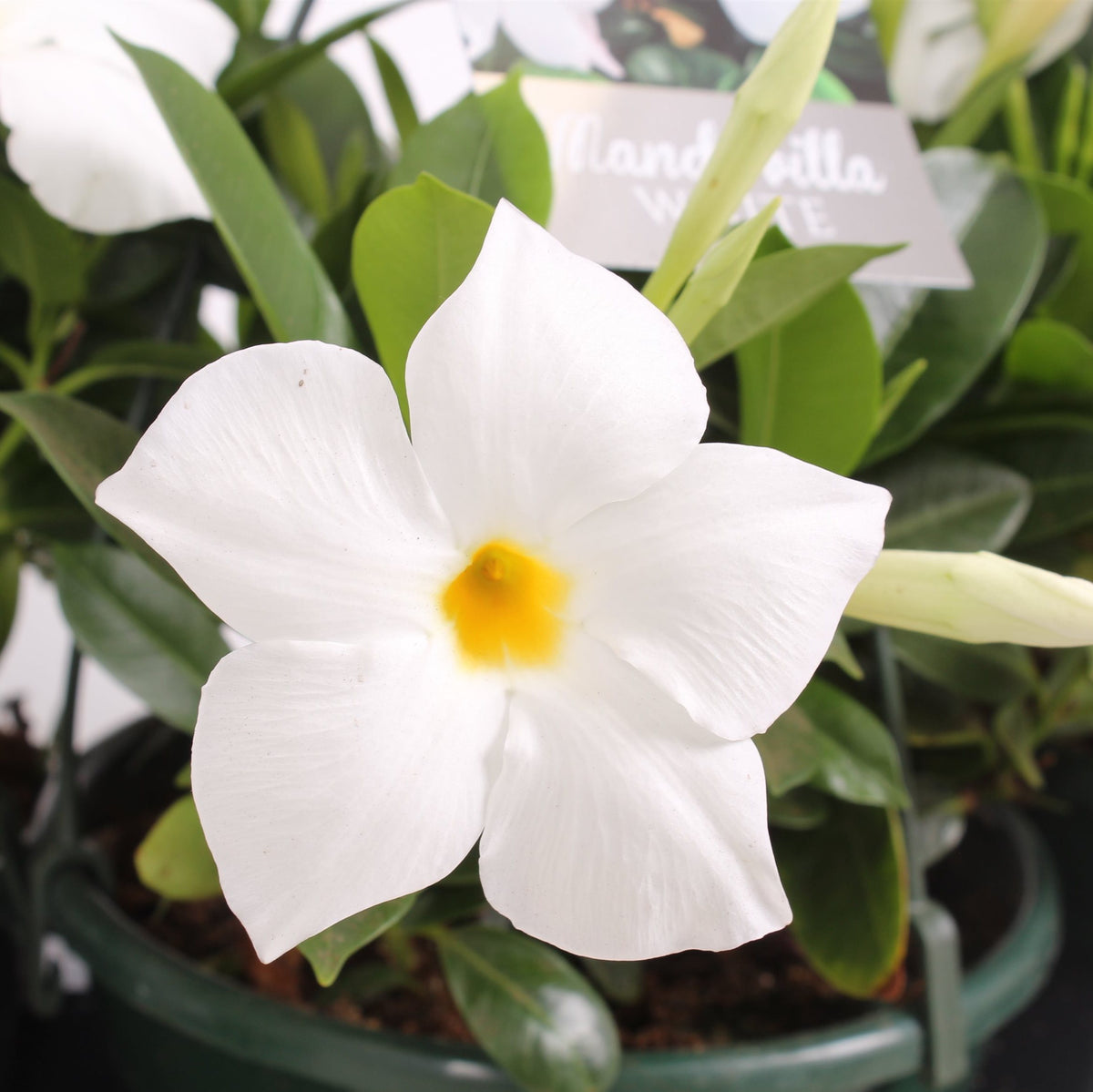 Mandevilla Bella White (fragrant white flowers)