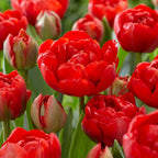 Double red tulip bulbs - Tulipa ferganica ‘Miranda’