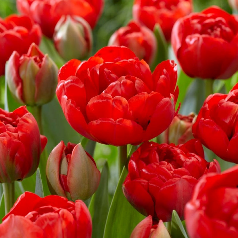 Bulbi de lalele duble rosii - Tulipa ferganica ‘Miranda’