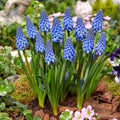 Muscari armeniacum 'Big Smile' (Viinirypälehyasintti)