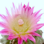 Neoporteria napina (Eriosyce napina)