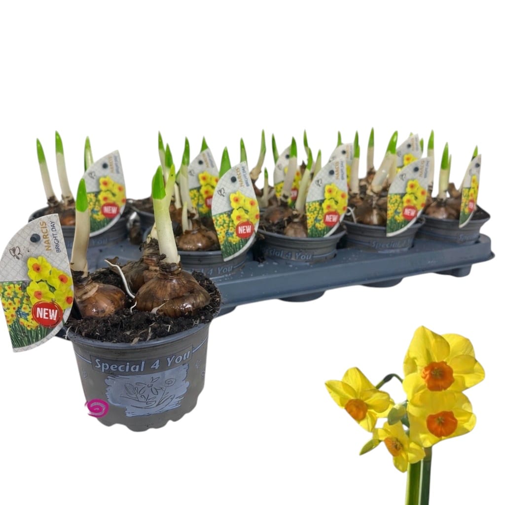 Narcisus 'Bright Day'