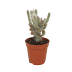 Opuntia spinosior - cactus rezistent la ger cu flori spectaculoase