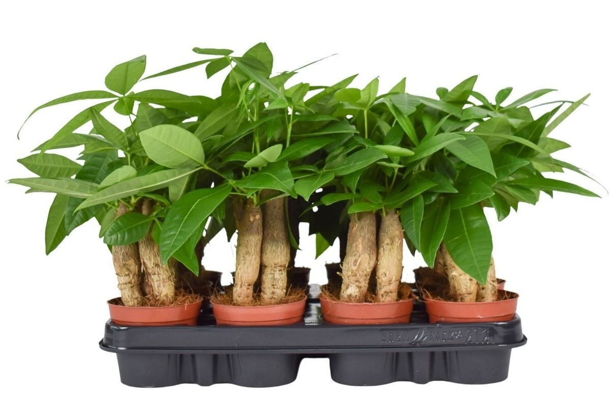 Pachira aquatica - Money Tree