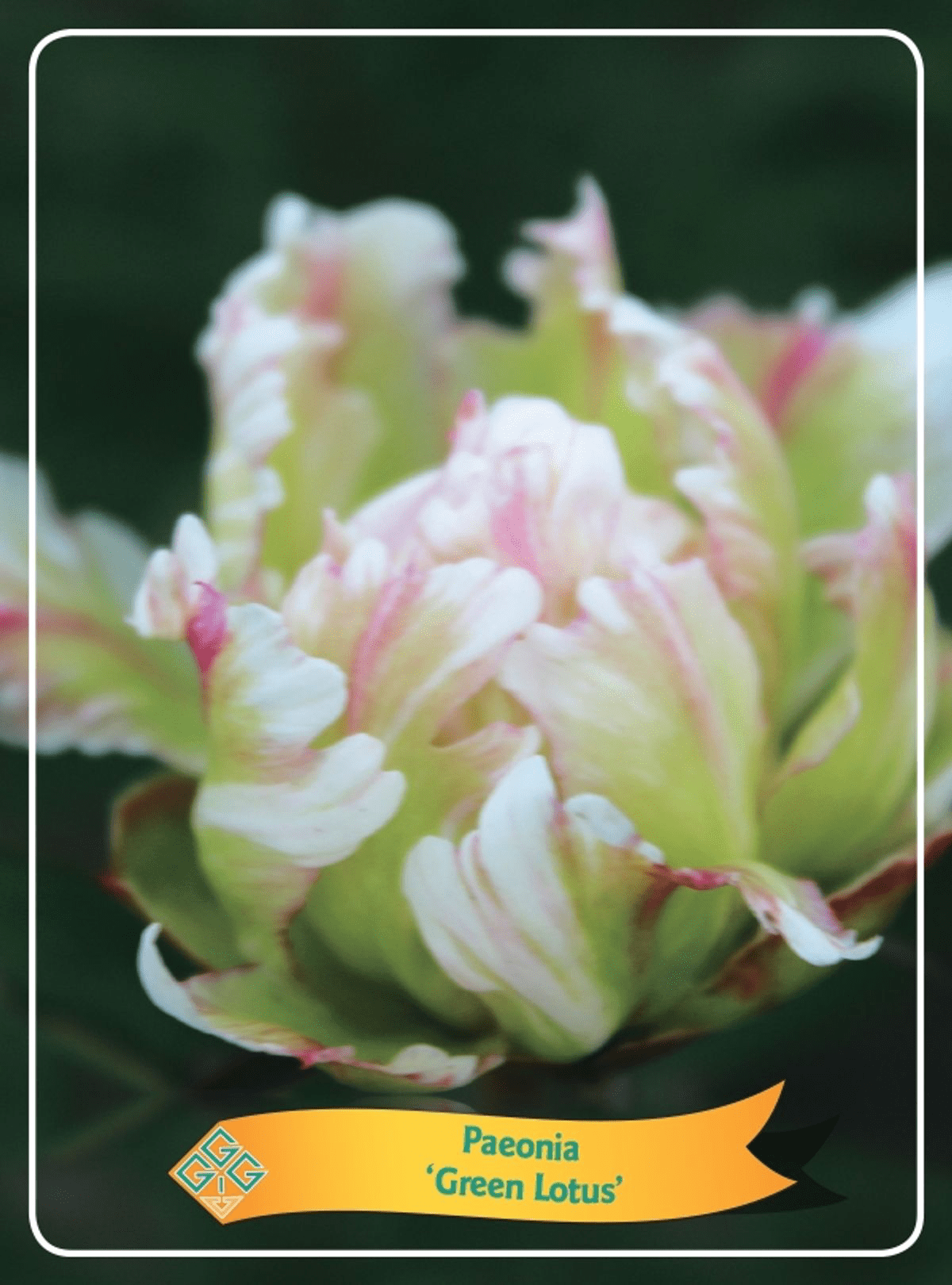 Spectacular garden peonies - Paeonia lactiflora 'Green Lotus'