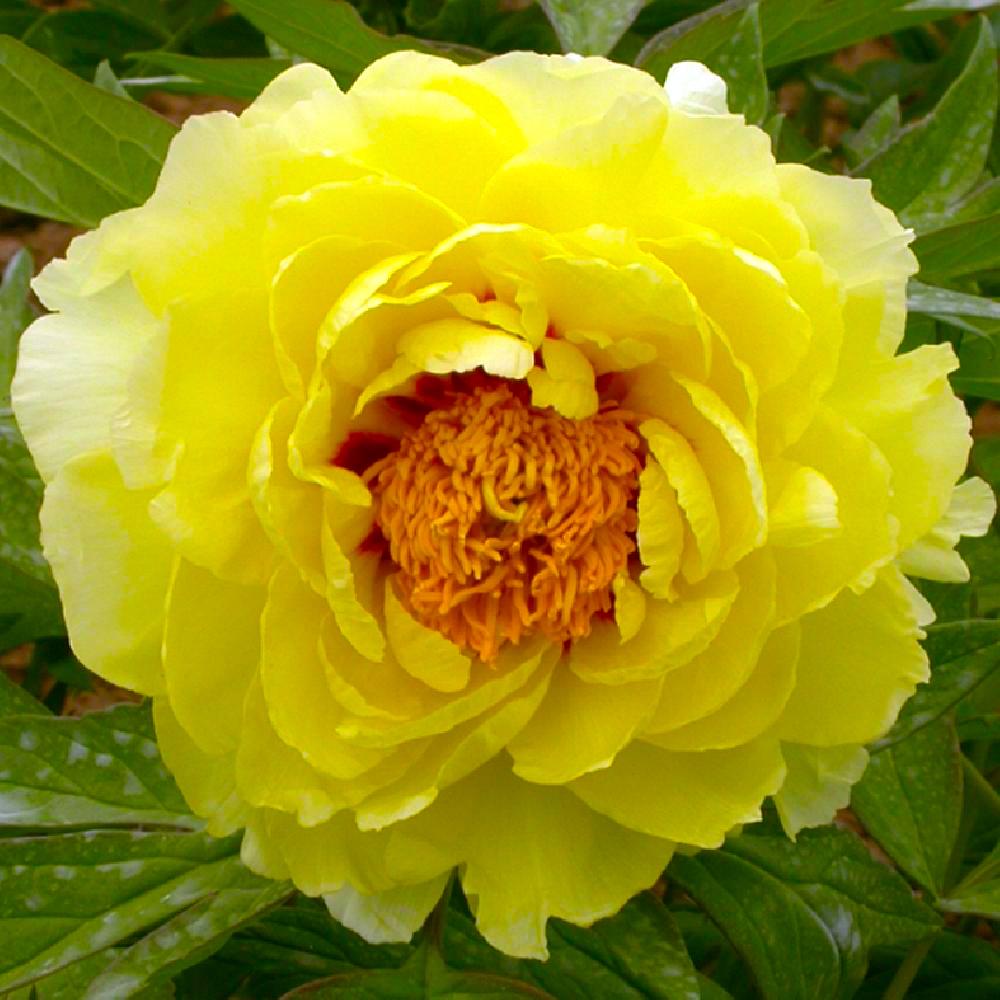 Paeonia suffruticosa - exemplare dezvoltate