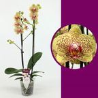 Phalaenopsis Fancy Freckles