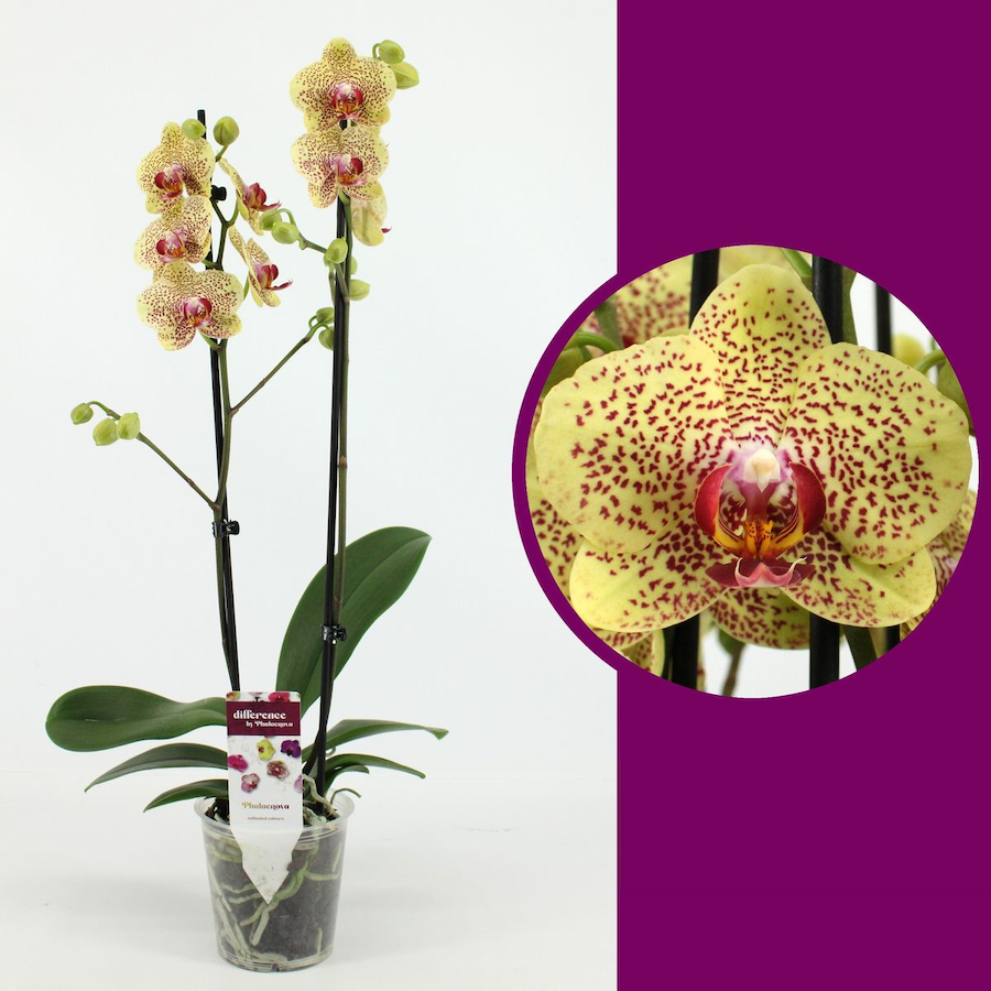 Phalaenopsis Fancy Freckles