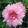 Bujori intergenerici de colectie - Paeonia 'First Arrival' (Itoh Group)